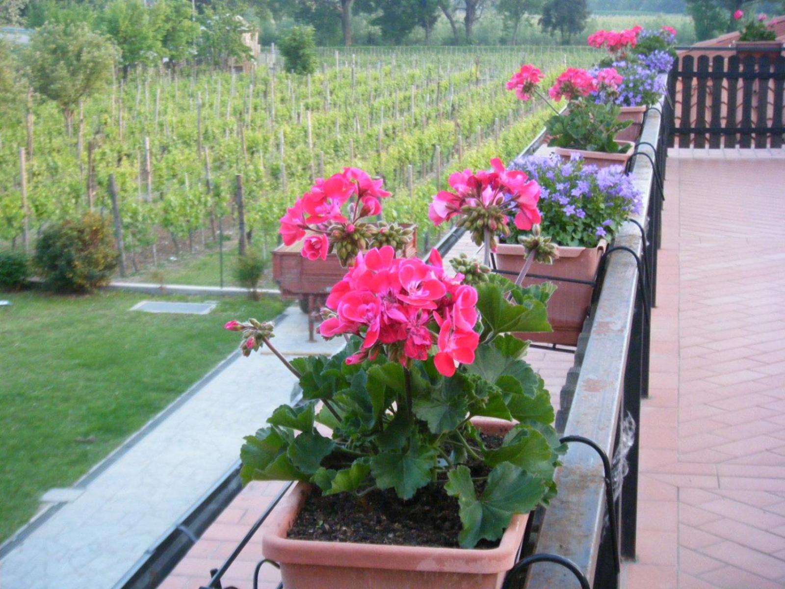 Agriturismo Grillo Iole Winery Prepotto  Exterior photo